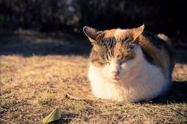 猫为什么喜欢赖在床上和人一起睡觉？这些理由让人心疼