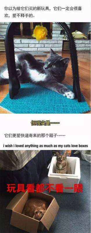 你想象中养了猫的样子VS实际养了猫的样子……