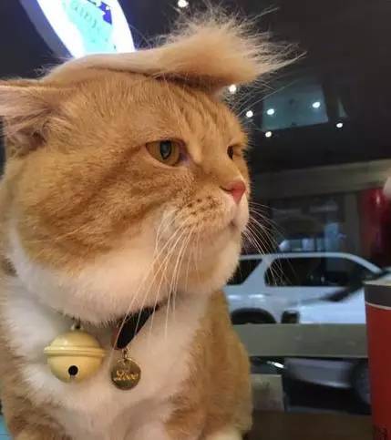 主人用猫掉的毛，给它做了个假发，这是特朗普喵？