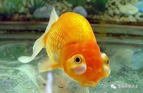 【每日一鱼】龙背种金鱼，眼球凸出于眼眶外……