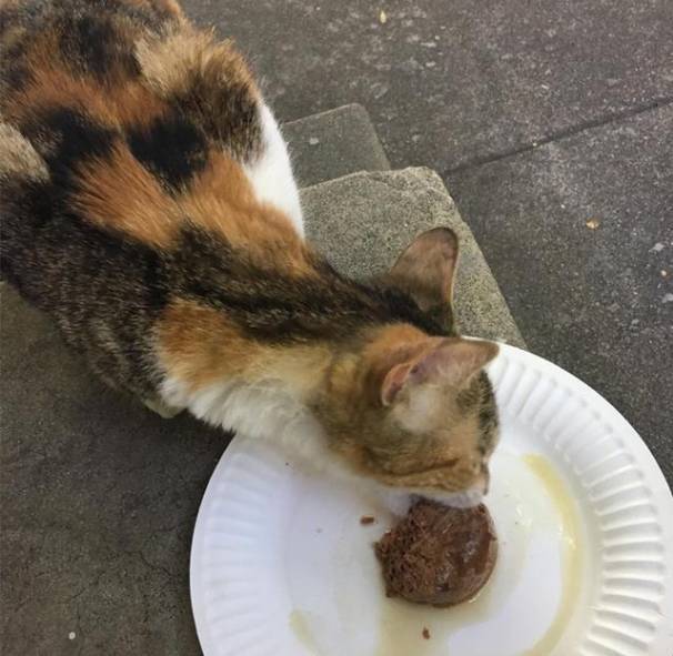 流浪猫吃了小姐姐给的罐头，就赖上了她再也不肯放手了