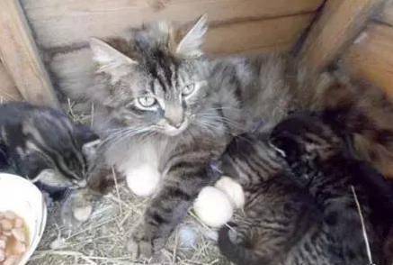 猫躲到鸡窝里生宝宝，生完后还帮忙孵小鸡