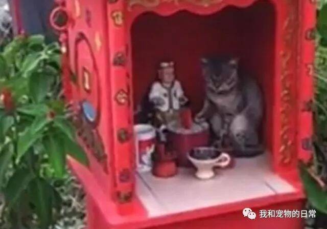 猫咪私闯土地庙去欺负土地爷，竟模仿土地爷求进贡小鱼干！