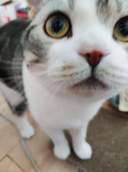 美短确诊为猫瘟，治疗一周后基本痊愈了，主人：猫瘟没有那么可怕