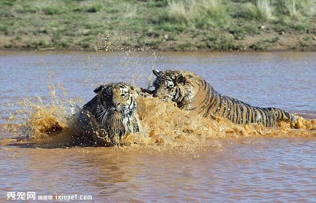 摄影师抓拍南非老虎救溺水虎弟图片