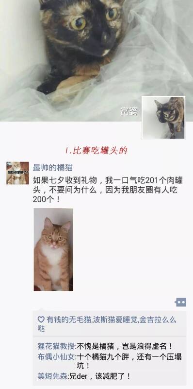 橘猫:"我能一口气吃200多个肉罐头，你呢！"