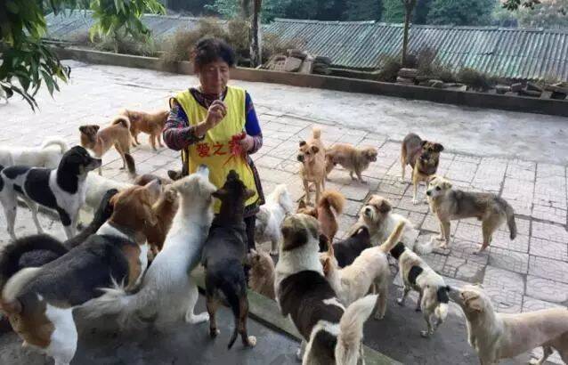 收养5000多只流浪猫狗，69岁婆婆难寻接班人，因太苦