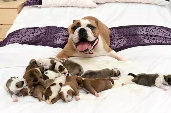 英国斗牛犬一胎诞下14只狗宝宝，满脸骄傲的表情也是没谁了！