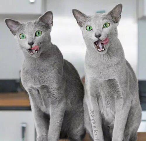 网友的两只俄罗斯蓝猫，眼睛都美得像绿宝石，看一眼立马爱上...
