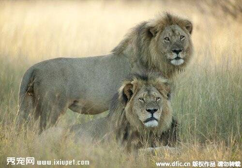 辛巴威明星狮王塞西尔被杀 弟弟杰立科保护哥哥的小孩
