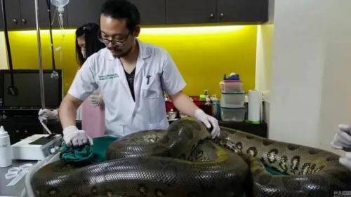 泰国兽医为巨蟒成功切除心脏附近重达1公斤的肿瘤