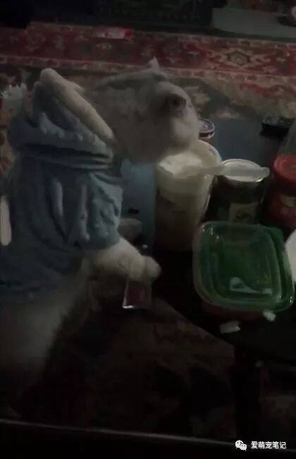 猫咪偷喝女主人买的奶茶，被发现后戏精附体，网友们被它萌翻了！