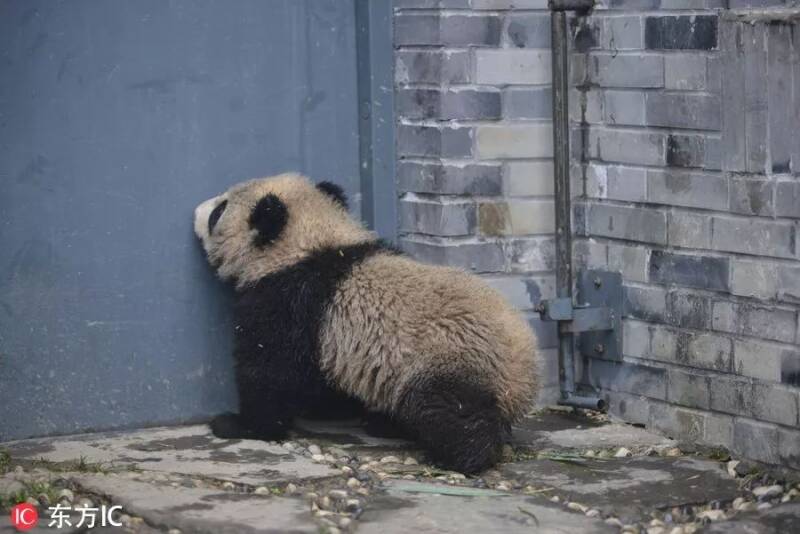 “偷煤”的熊猫宝宝不堪重负，决定离家出走，奶妈一把抓回