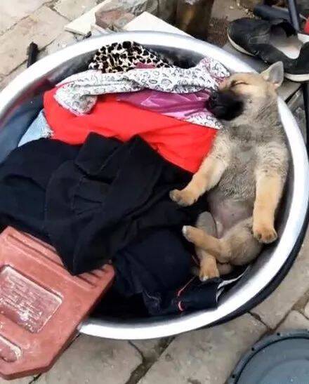 主人准备洗衣服小狗却躺进去避暑，还盘着腿睡的肆无忌惮，网友：一起洗了.....