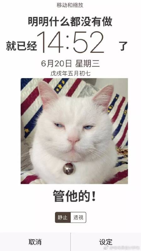 网友制作的猫咪屏保太赞了，绝对适合我们啊！