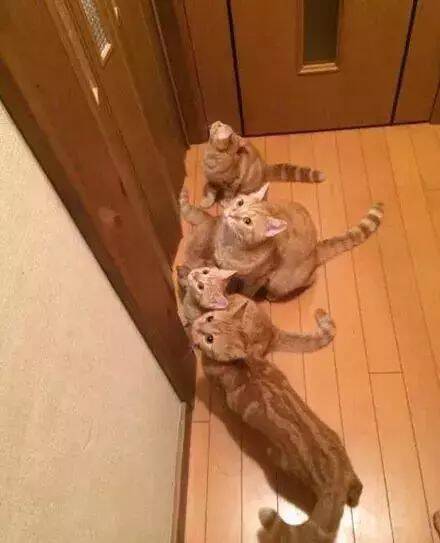 网友家养了5只橘猫，光看它们在一起的合照就瑟瑟发抖