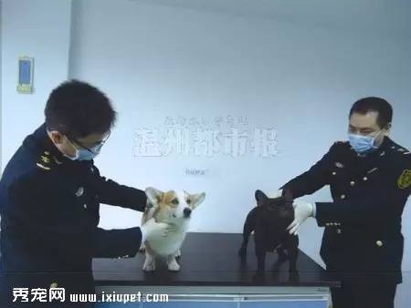 温州检验检疫局首次为出境宠物狗发＂通行证＂