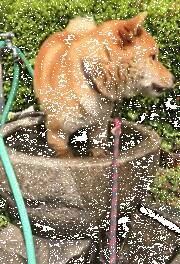 柴犬散步看到一个装满水的池子，它直接不走了，然后.....