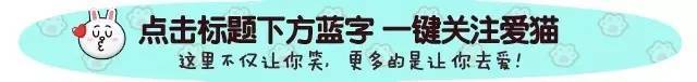 网爆重庆男子命令烈性犬死咬家猫，还赞其帅气，猫主人很受伤。