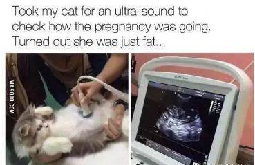 网友家的猫怀孕了，各种好吃好喝伺候，产检的时候却一脸懵逼！