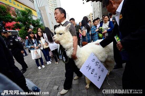 股民街道卖羊驼10万吓退路人