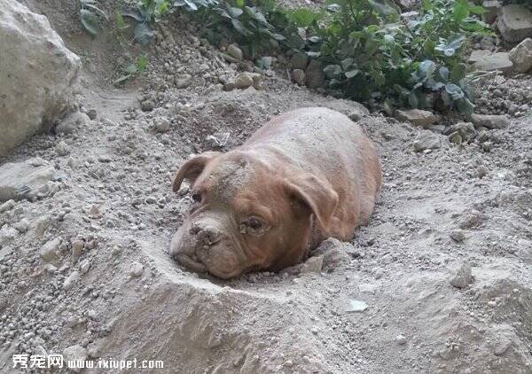 法国一10岁狗狗被活埋塞纳河边  脖子牵绳还绑有打包碎石