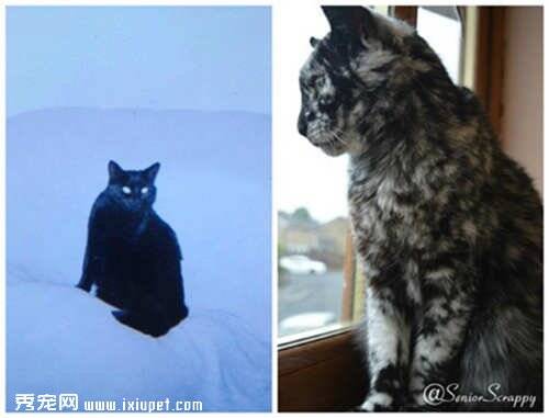 17岁高龄喵星人从黑猫变为迷彩猫