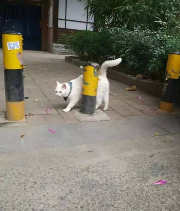 遇到猫托了！让人摸完后一步一回头地把人带到主人店里