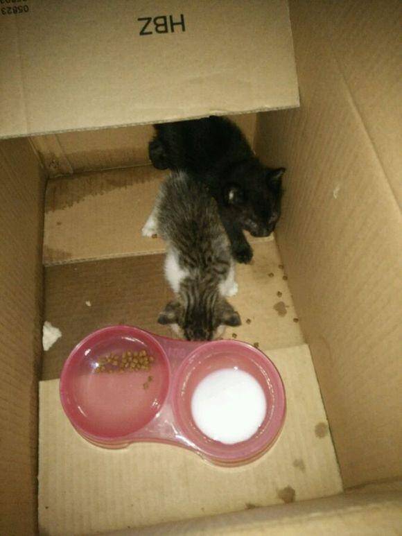 三米高空降落的两只小奶猫，女孩犹豫再三决定收养