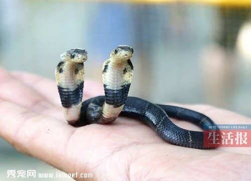 广西发现稀少两头蛇动物|双头蛇