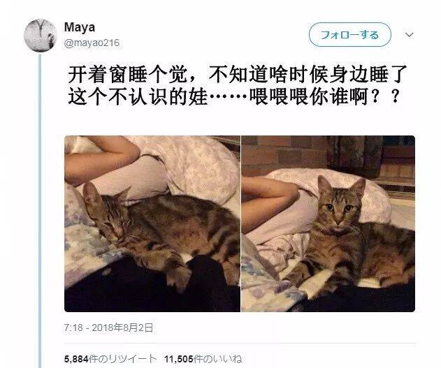 醒来身边多了一只陌生猫，以为是专程来碰瓷，结果却…