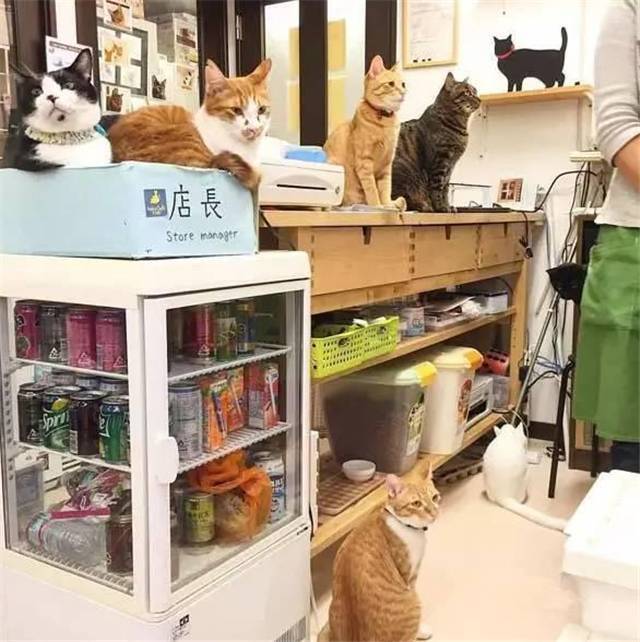 流浪猫经营的咖啡店，员工竟然全是流浪猫！