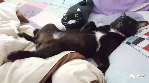 铲屎官看到猫像个人一样躺床上大睡，走近一看，差点笑喷...
