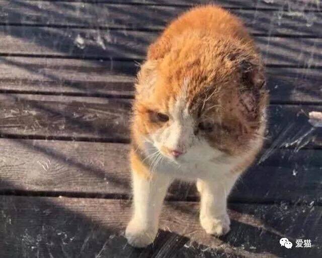 被冻掉耳朵，患上猫艾滋，这只橘猫也太惨了，幸好遇到好心人...