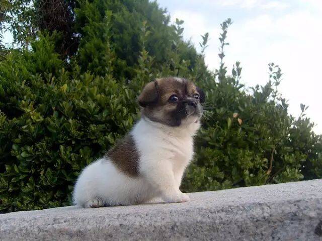 我是中华田园犬，血统纯纯的！