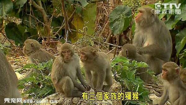 狝猴入侵果园偷吃水果 果农束手无策