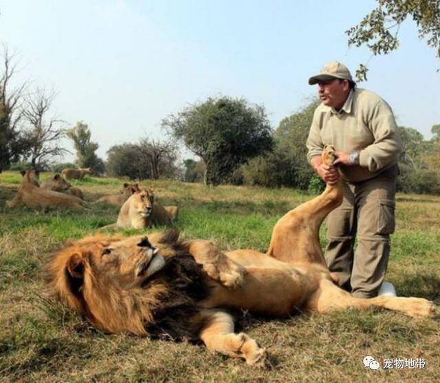 这个狮子饲养员有点彪悍 狮群中来去自如 还敢抓狮王的爪子