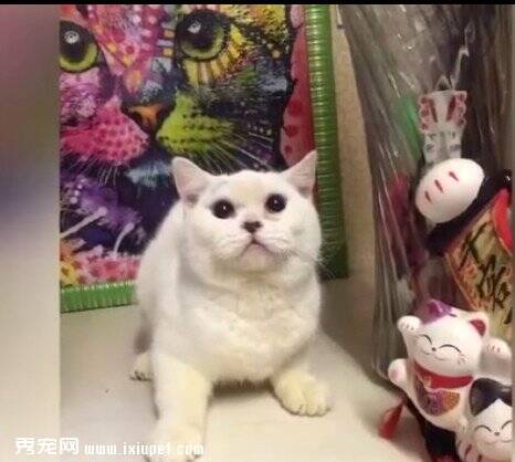 英国短尾猫小猫被剥皮扔宠物店