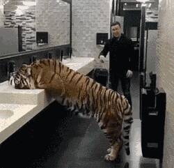战斗民族一小哥在洗手间里，突然发现有一头老虎在喝水，于是...