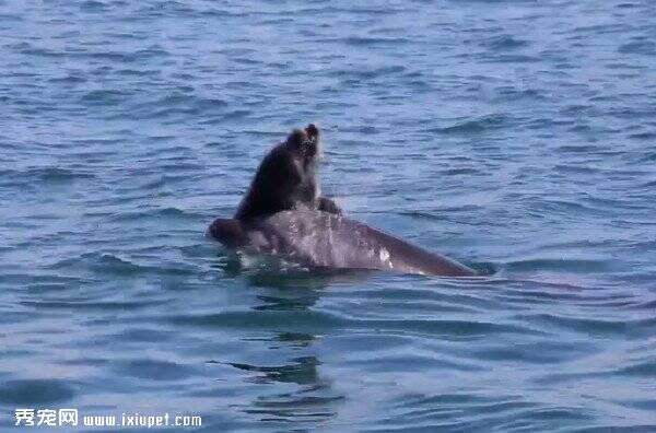一只死去的小海豚在海中飘荡 疑似海豚妈妈守护在旁