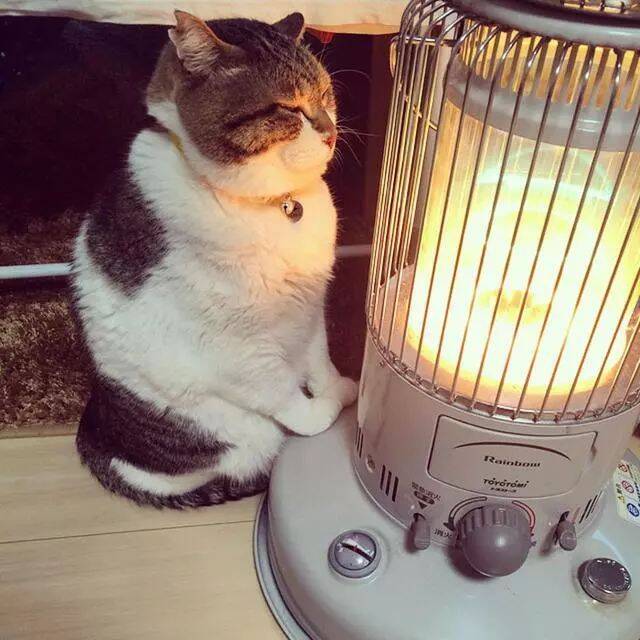 东京低温创下48年新纪录，一只猫因能烤火幸福得像个傻子