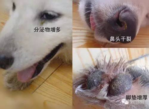 狗狗常患上这3种疾病，竟然很多人都不知道！
