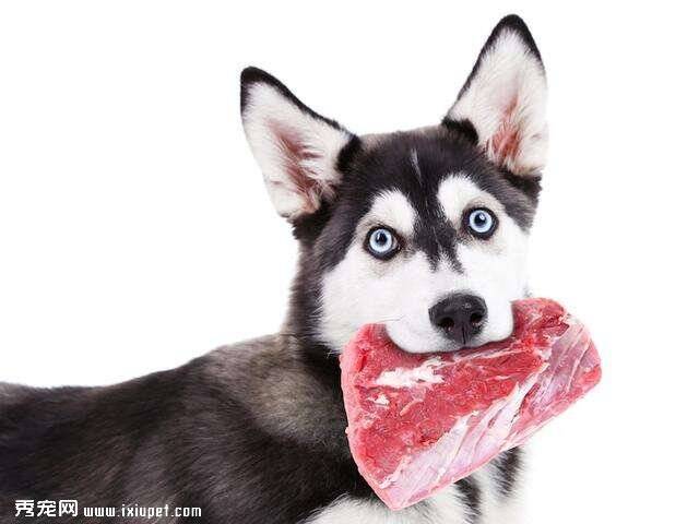 当心宠物狗的生肉食品潜藏病菌隐患，可能致饲主感染