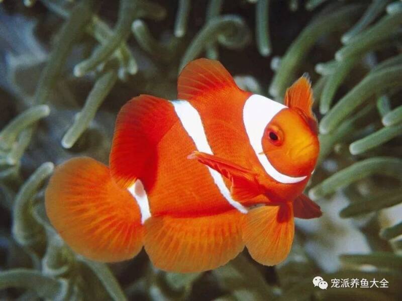 【每日一鱼】透红小丑鱼，有三条银白色环带贯穿全身！