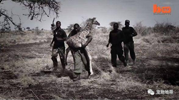 长颈鹿孤儿获救 后面还有了个胖墩“小跟班”