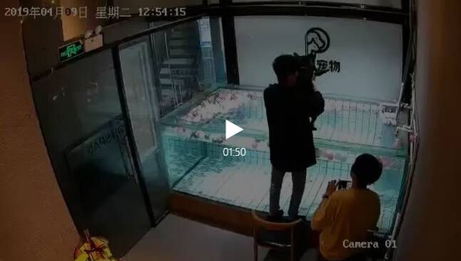 朋友圈疯传的法斗溺死事件，宠物店该注意什么！