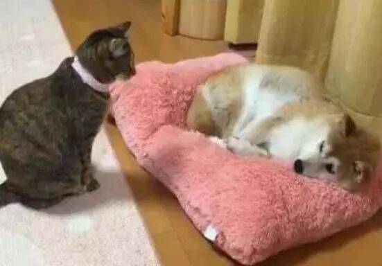 社会我喵哥，猫狠话不多，一个眼神就把柴犬从垫子上赶走