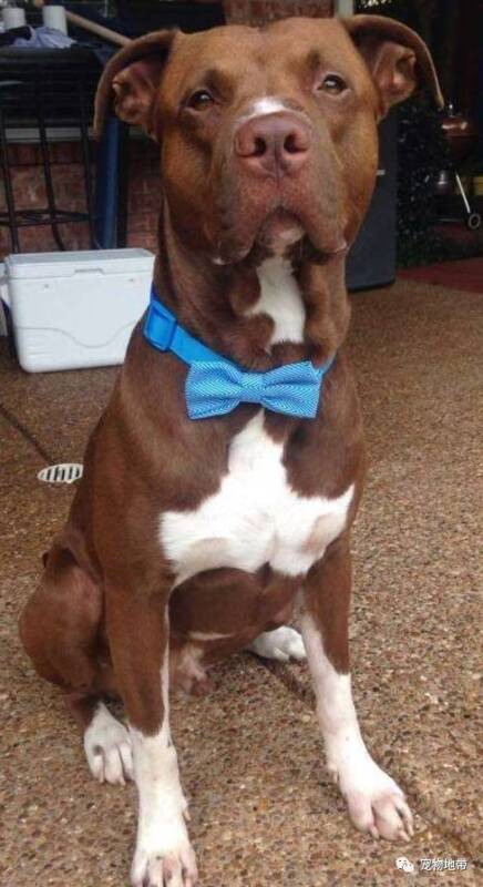 比特犬突然跳到小男孩的身上......事后狗狗受伤被送急救