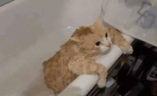 橘猫被主人放进浴缸，死活跳不出去，橘猫：都怪肉拖累了朕！