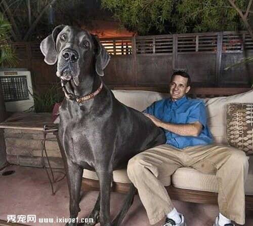世界上最大的狗和最小的狗